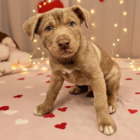 MAMBO - Pit Bull Terrier / Siberian Husky available for adoption