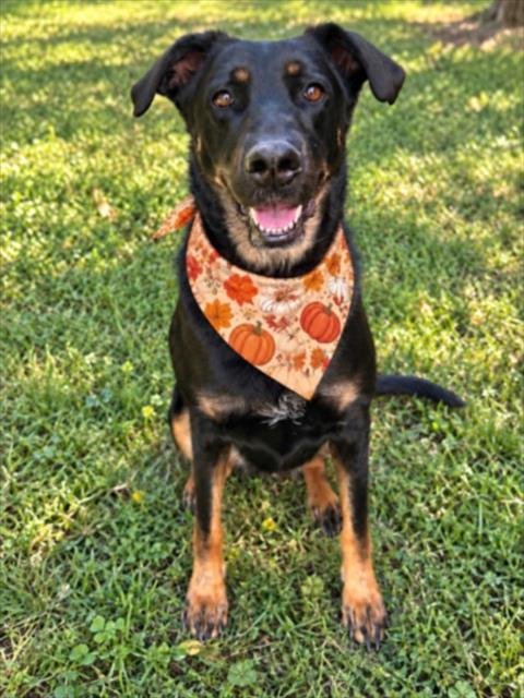 ROXIE - Doberman Pinscher for adoption in Sterling Heights
