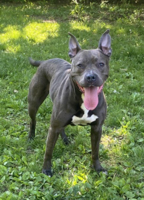 TONI BARXTON - Pit Bull Terrier for adoption in Troy