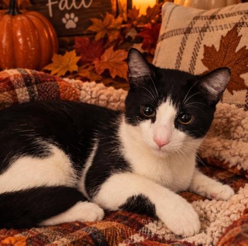 BOBERT - Domestic Short Hair for adoption in Sterling Heights