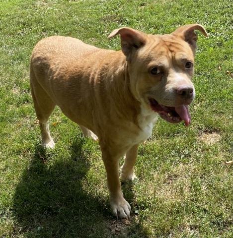 MISSY - Labrador Retriever / Pit Bull Terrier for adoption in Troy