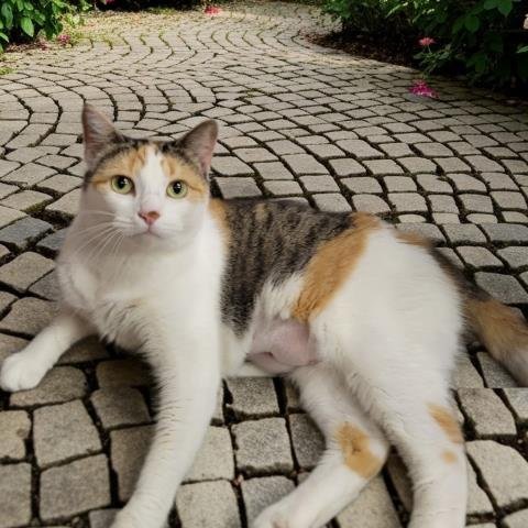 HAZEL Image