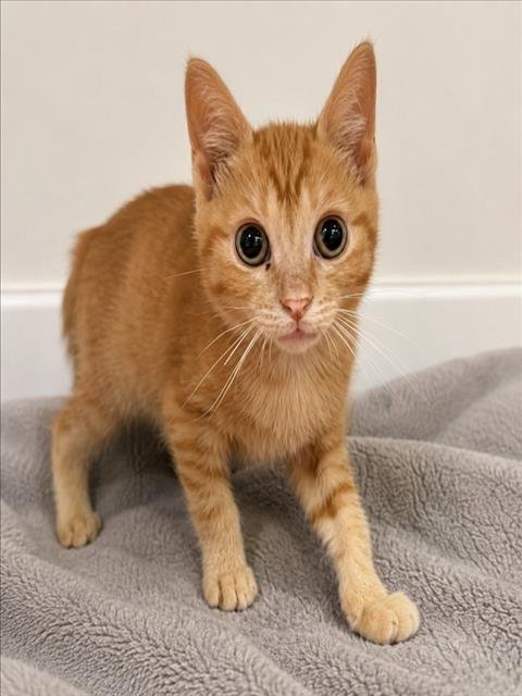MILLIE - Domestic Short Hair for adoption in Warren