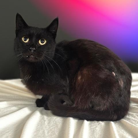 AGATHA SPARKLEPAW - Domestic Short Hair available for adoption