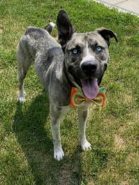 BRADY - Photo 1