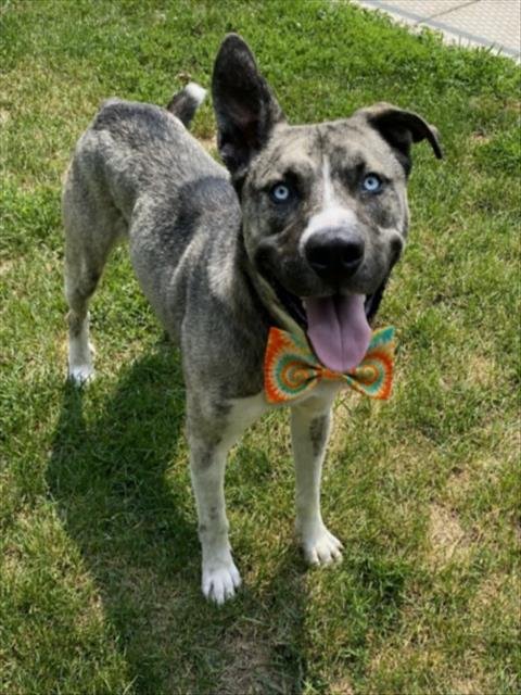 BRADY - Siberian Husky for adoption in Sterling Heights