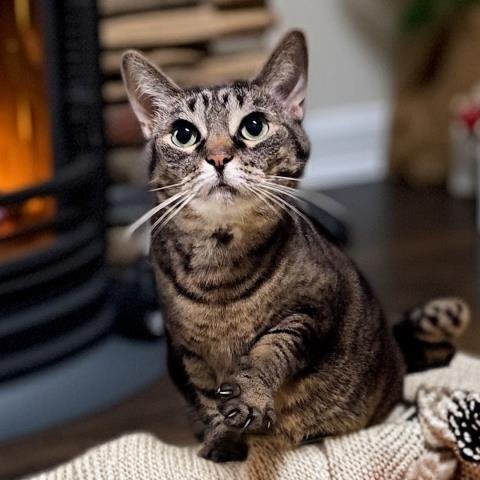 MAPLE LEAF - Domestic Short Hair available for adoption