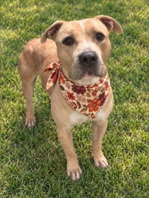 MYA - Pit Bull Terrier for adoption in Sterling Heights