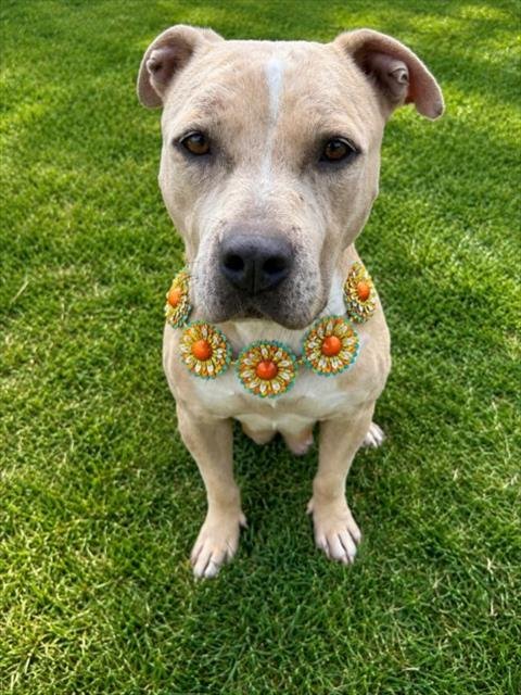 MYA - Pit Bull Terrier for adoption in Troy