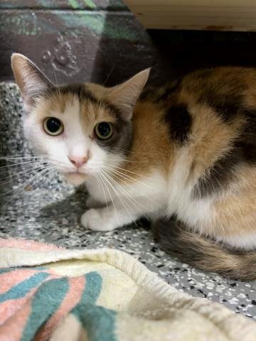 JADE - Domestic Short Hair available for adoption