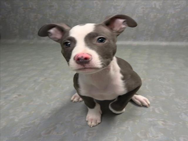 POKEY - Pit Bull Terrier available for adoption