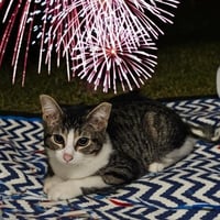 STRIPE - Photo 1