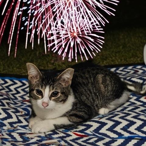 STRIPE - Domestic Short Hair for adoption in Troy