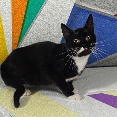 WILFORD WARFSTACHE - Domestic Short Hair available for adoption