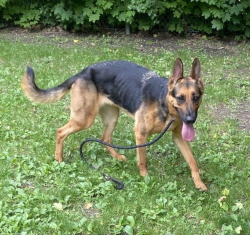 JUNE - German Shepherd Dog for adoption in Sterling Heights