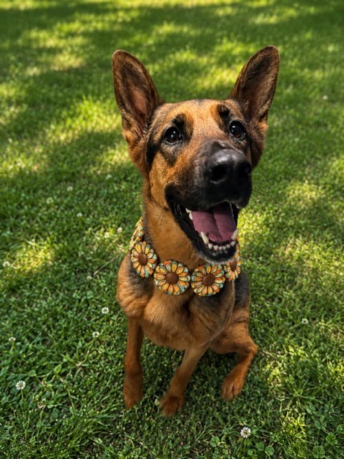 JUNE - German Shepherd Dog for adoption in Sterling Heights