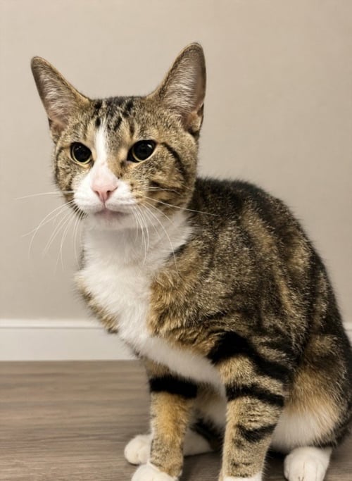 MOPAR - Domestic Short Hair for adoption in Warren