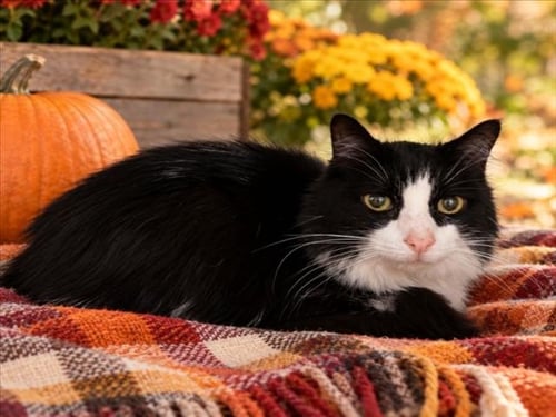 FIONA - Domestic Long Hair available for adoption