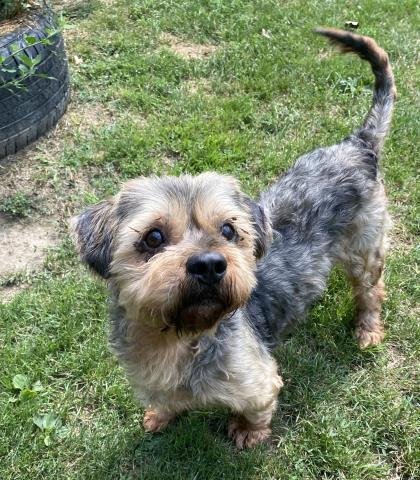 ZEPPELIN - Yorkshire Terrier Yorkie / Shih Tzu for adoption in Sterling Heights