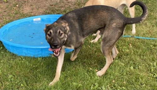 BEAR - German Shepherd Dog / Anatolian Shepherd for adoption in Troy