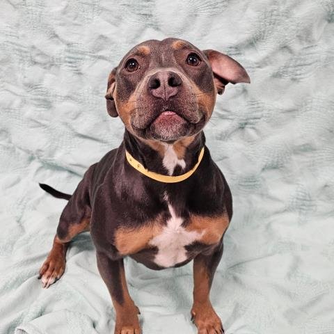 LAYLA - Pit Bull Terrier available for adoption