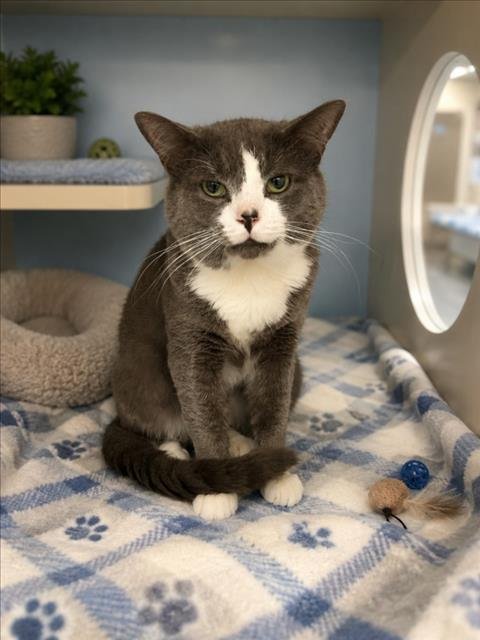 BOBO - Domestic Short Hair for adoption in Warren