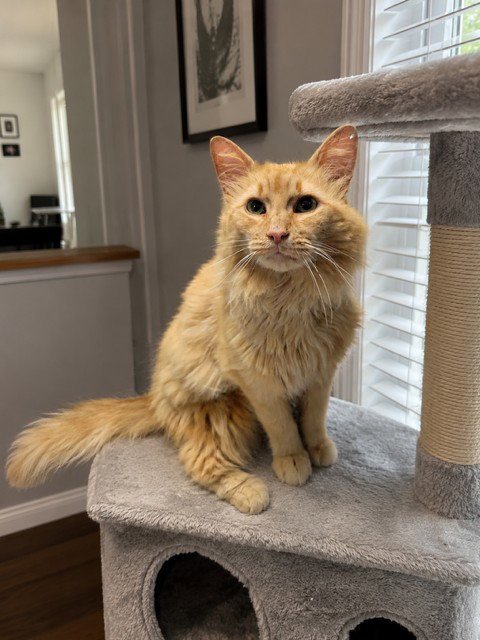 SKIMPLESHANKS - Domestic Medium Hair for adoption in Warren