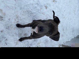 ZIPPY - Pit Bull Terrier available for adoption