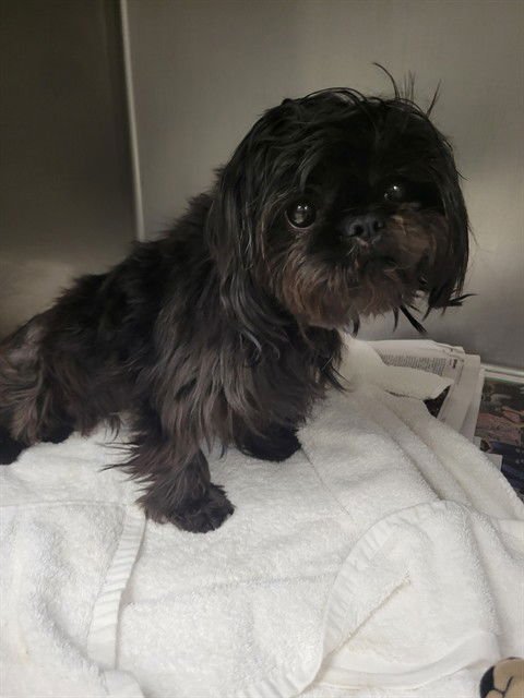 MAX - Pekingese available for adoption