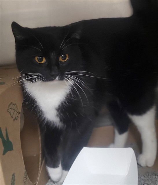 CARDIFF - Domestic Short Hair available for adoption