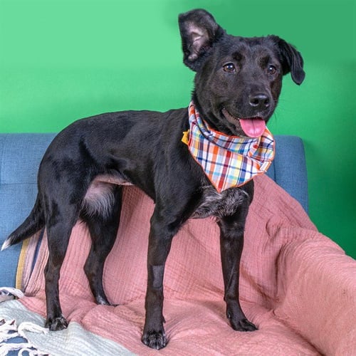 HARLEY - Australian Cattle Dog/Blue Heeler available for adoption