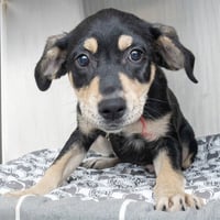 CHIP - Photo 1