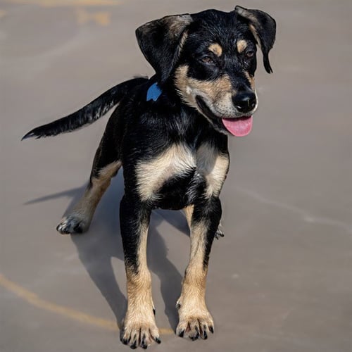CHIP - German Shepherd Dog available for adoption