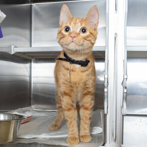 CHEDDAR - Domestic Short Hair available for adoption