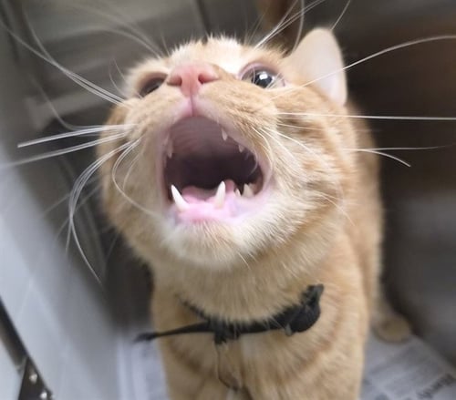 CHEDDAR - Domestic Short Hair available for adoption