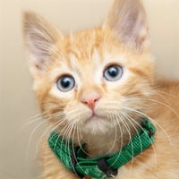 CHEDDAR - Photo 1