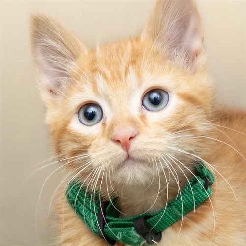 CHEDDAR - Domestic Short Hair available for adoption