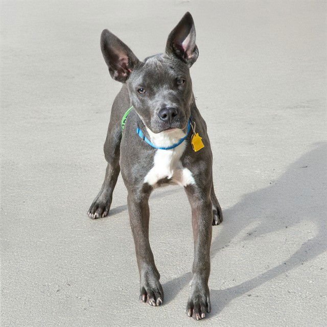 ROXY - Pit Bull Terrier available for adoption