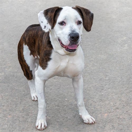 DIORITE - Plott Hound available for adoption