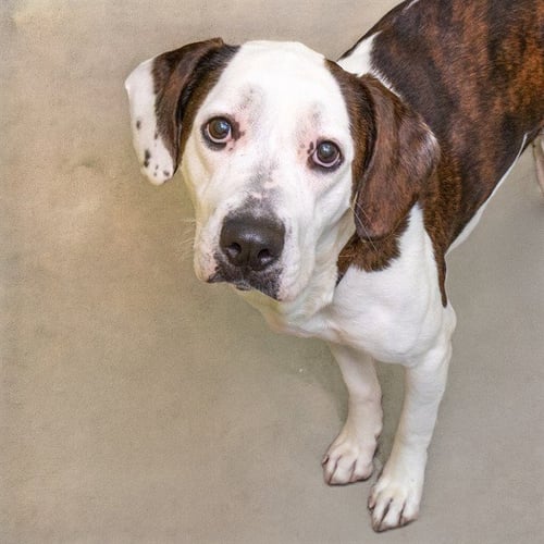DIORITE - Plott Hound available for adoption