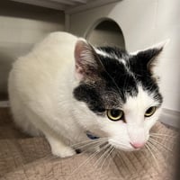FREDDIE - Photo 1