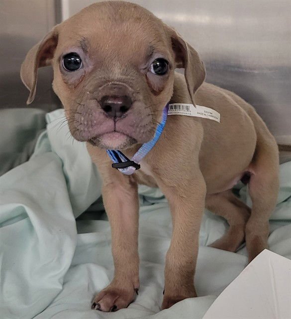 HAZEL - Pit Bull Terrier available for adoption