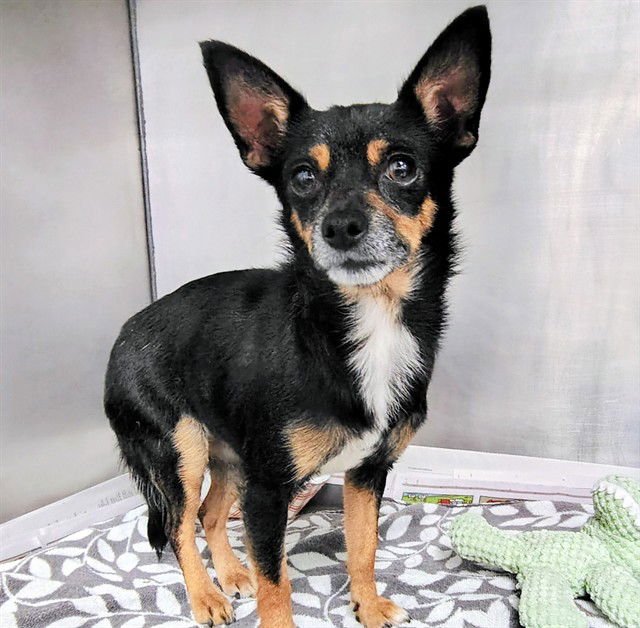 PARAMORE - Chihuahua available for adoption