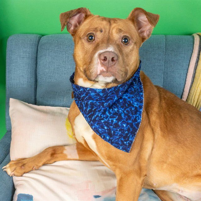 CUBS - Pit Bull Terrier available for adoption