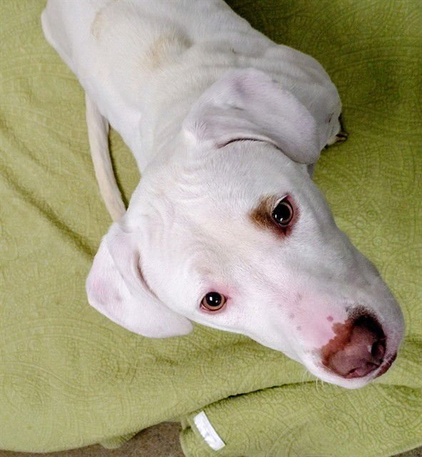 SAPPHIRE - Basset Hound / Pit Bull Terrier available for adoption