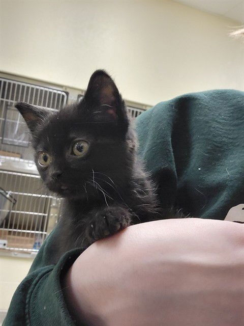 DOUBLE DUTCH - Domestic Short Hair available for adoption