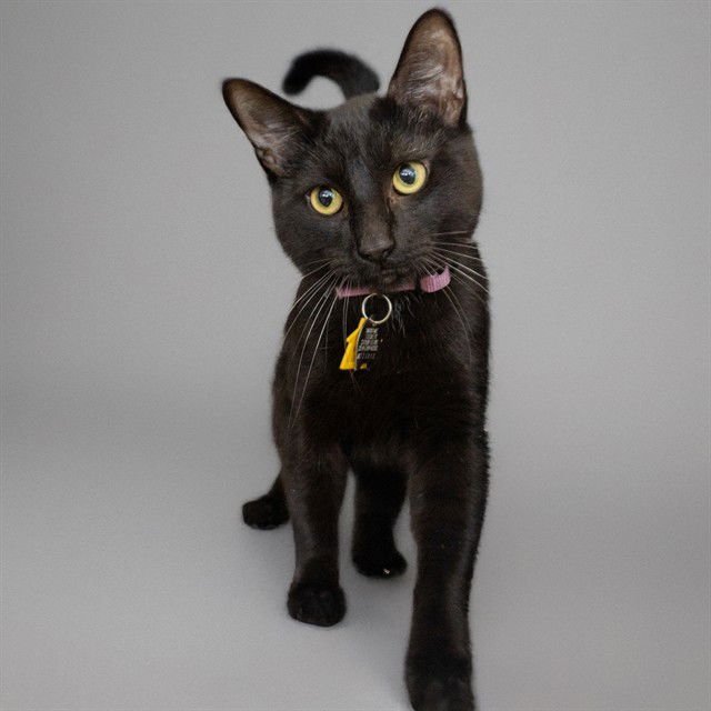 RIVER - Domestic Short Hair available for adoption