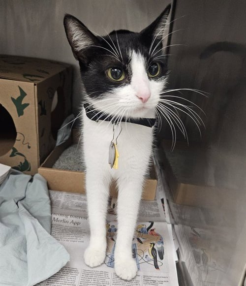 AMY - Domestic Short Hair available for adoption