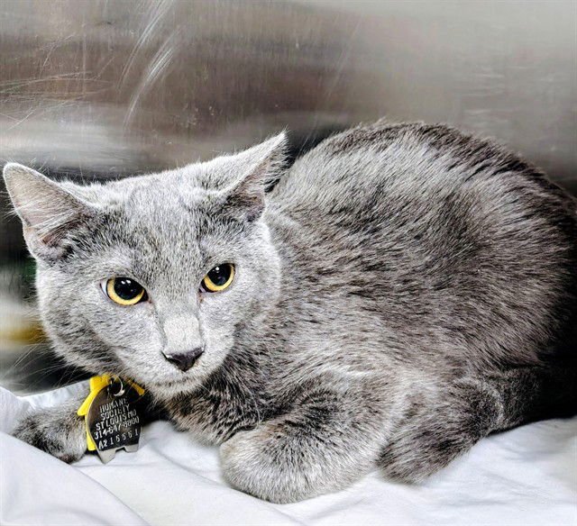 COWBELL - Domestic Short Hair available for adoption