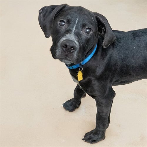 ODEN - Pit Bull Terrier for adoption in St. Louis